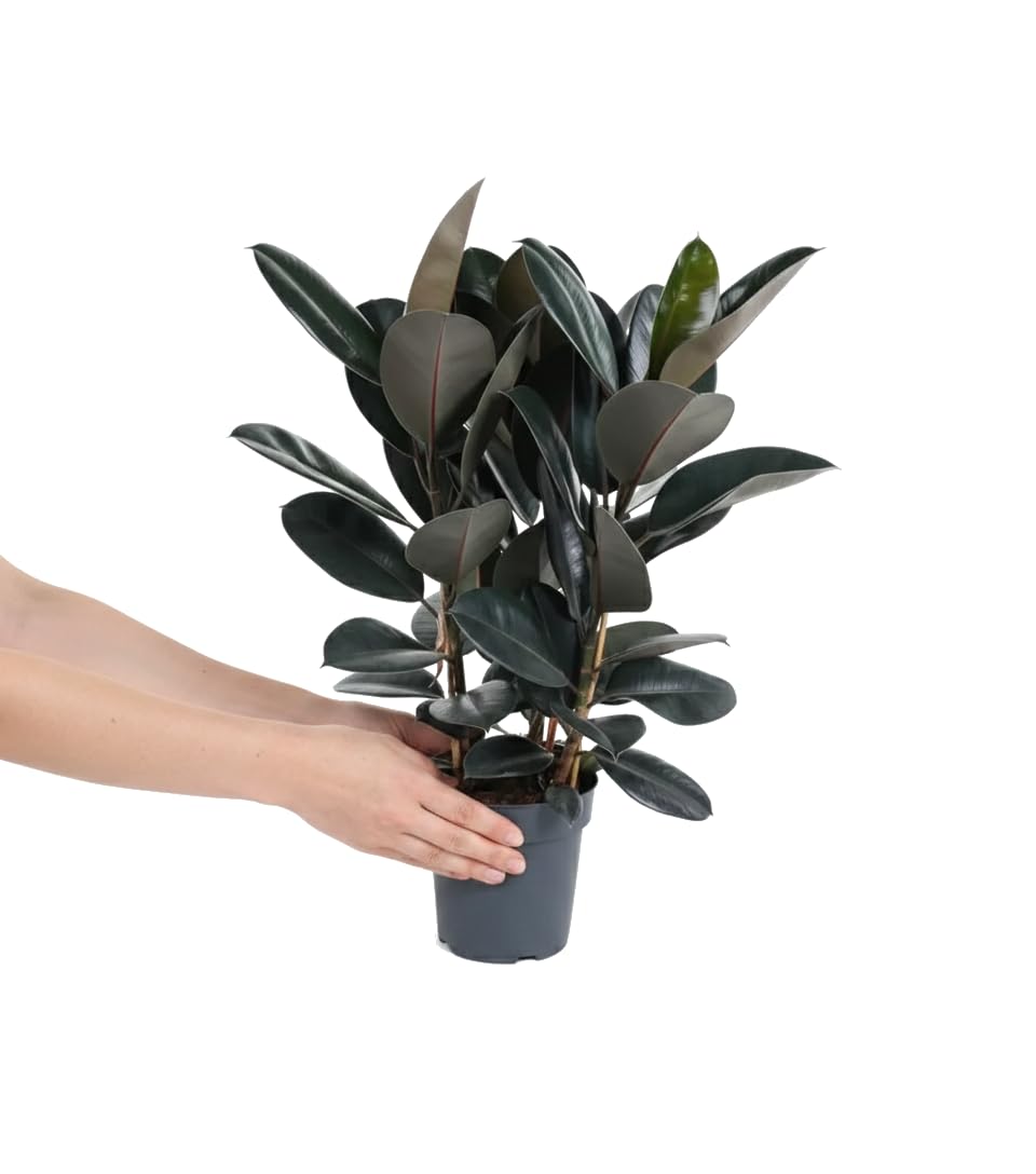 Ficus Elastica Abidjan Gomero Abidjan en Maceta 17 cm Altura 55 cm DECOALIVE para Oficina Salón y Recibidor