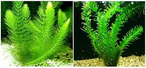 Hornwort + Anacharis - 2 Types of Easy/Beginner...