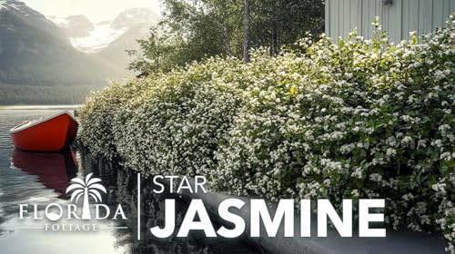 Star Jasmine | 1 Extra Large Trade 3 Gallon Plant | Trachelospermum Jasminoides | Fragrant Climbing Vine | Ideal for Trellises and Arbors