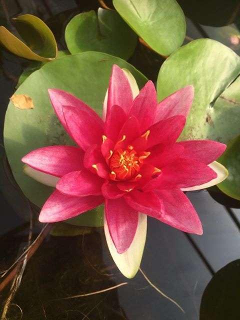 Lincsplants - Nymphaea 'James Brydon'-Loose Root