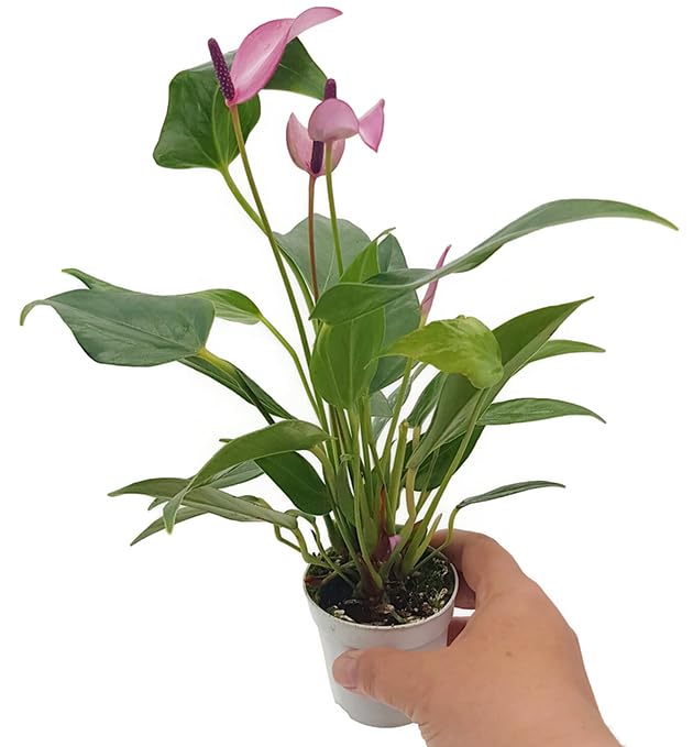 Fangblatt - Anthurium 'purple Passion' - lila blühende Flamingoblume - im Ø 5 cm Topf - pflegeleichte Zimmerpflanze