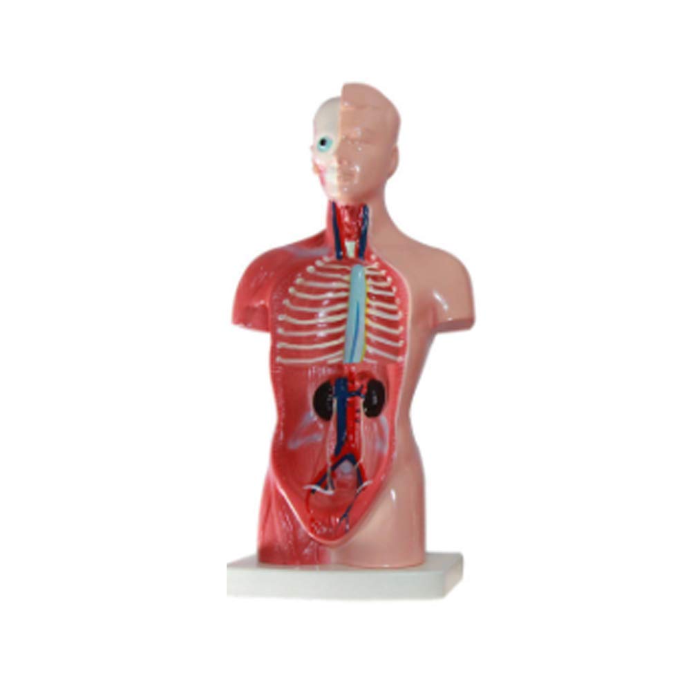 Modelo de ensamblaje Modelo anatómico Torso, estructura de órgano de anatomía humana Modelo de cuerpo 15 partes 26CM Torso esquelético visceral para niños que aprenden estudiantes que enseñan para la