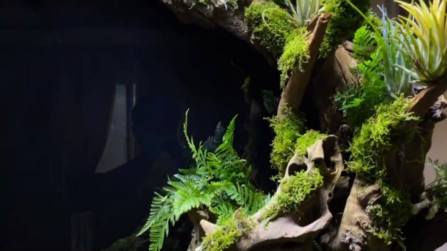 Buy Ajoywoo Natural Large Coral Driftwood For Aquariu Decor Reptile