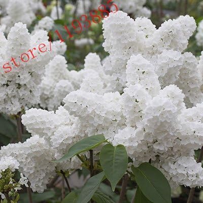 Brend Fly 100pcs White Japanese Lilac Seeds (Extremely Fragrant) Clove Flower Seeds for Home & Garden