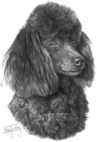 miniature poodle drawing