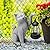 WONDHOME Solar Cat Garden Statues Resin Cat Figurine with Lantern for Porch Patio Lawn Yard Garden Decor,Birthday Housewarming Gardening Gifts for Mom Women