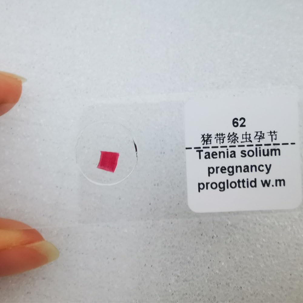 1 Pieces Taenia Solium gravid Segment w.m. Parasitology Prepared Microscope Slides