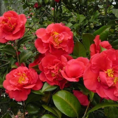 Camellia Plants Live, Rare Camellias Tree Live Plant, Vibrant Flower Shrub, Well-Rooted in Pot, Indoor Outdoor Flowering Zones 7-10 (Red)
