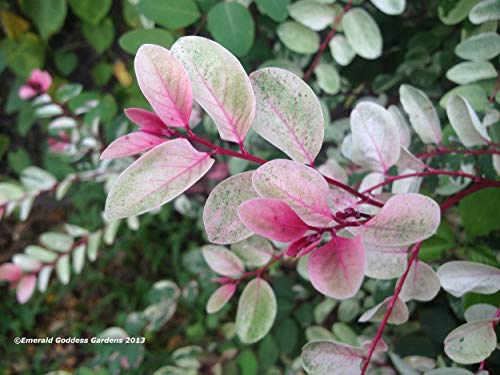Snowbush Snow On The Mountain Variegated Pink Green White Unusual Leaf Tropical Versatile Live Shrub Plant Starter Size 4 Inch Pot Emerald R #TOP1
