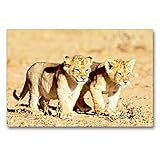  CALVENDO Premium Textil-Leinwand 90 cm x 60 cm quer, Zwei wie Pech und Schwefel - tapsige Löwenbabys erkunden die Welt  Wandbild, Bild auf Keilrahmen. in Namibia, Afrika Tiere Tiere