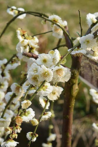 Amazon.co.jp: 枝垂れ梅白花 2026年3月に開花八重しだれ梅苗 : DIY