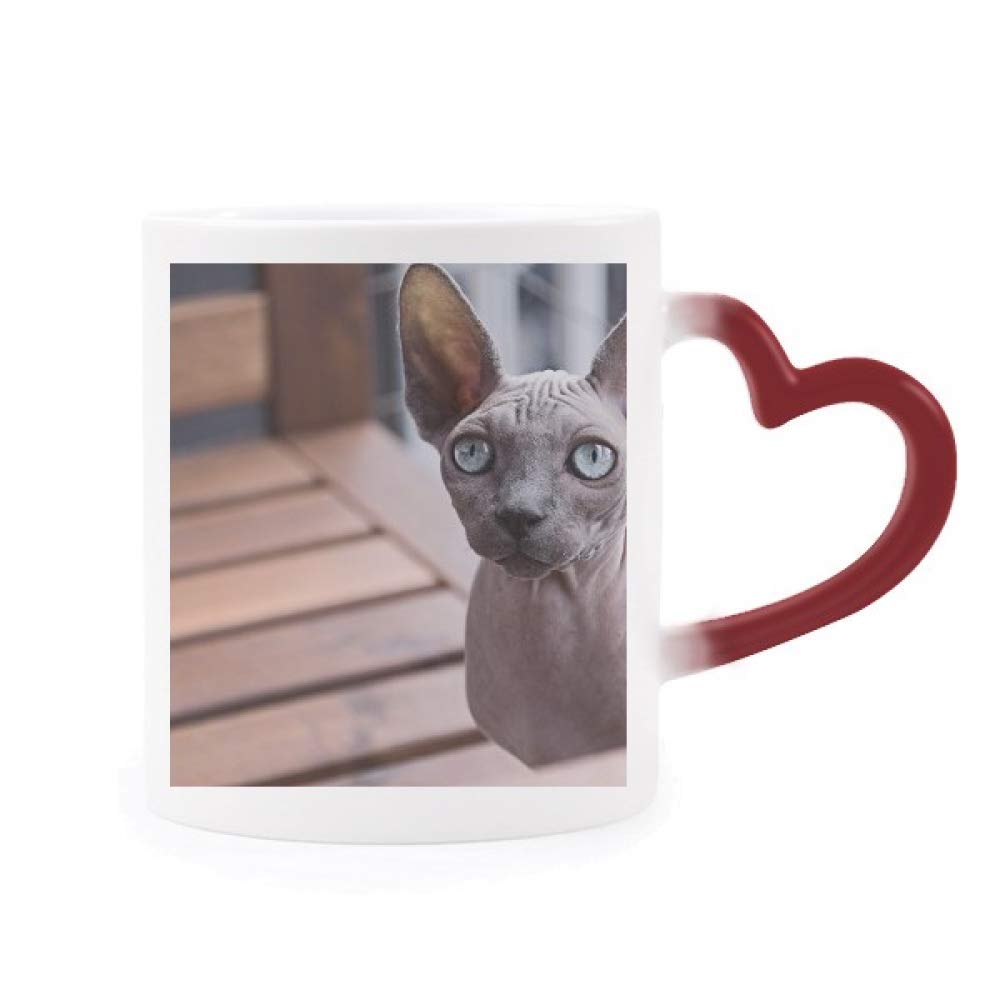 Taza sensible al calor con foto de gato orejón y diseño de corazón rojo