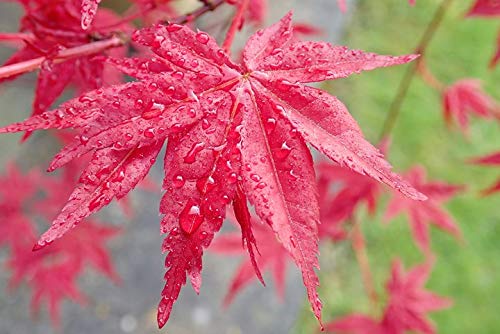 Red Lace Leaf Japanese Maple 60 Seeds - Acer Palmatum Atropurpureum Dissectum Seeds, Laceleaf Japanese Maple Tree Seeds, Japanese Tree Seeds For Planting #TOP1