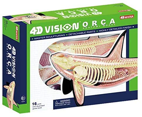 Amazon.co.jp: 身体の解剖学クジラ、4D解剖学、動物モデル、医学