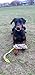 Dingo Set Hundespielzeug Kunstfell Pelz Grün Griff Bungee, Langen Schwarz Griff Bungee Mop Beisswurst Quietscher Hundetraining, Agility Spiel mit Hund Z30021