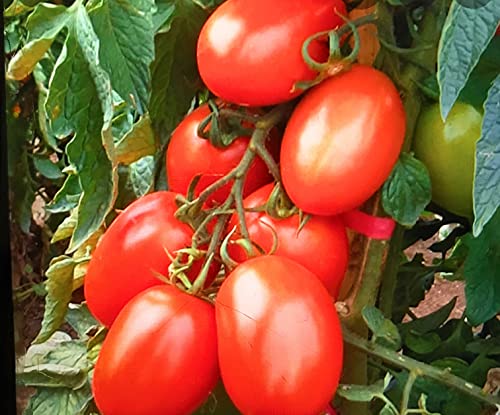 Generico 3 Plantas tomate ovaladas Tierra de Romaña