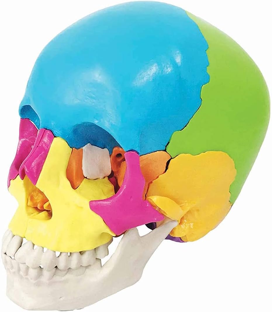 SMEI Didactic Human Skull 22 Parts