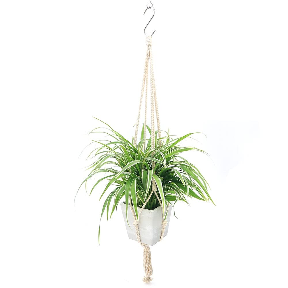 Amazon｜【charm】（観葉植物）品種おまかせ おしゃれな吊り下げ