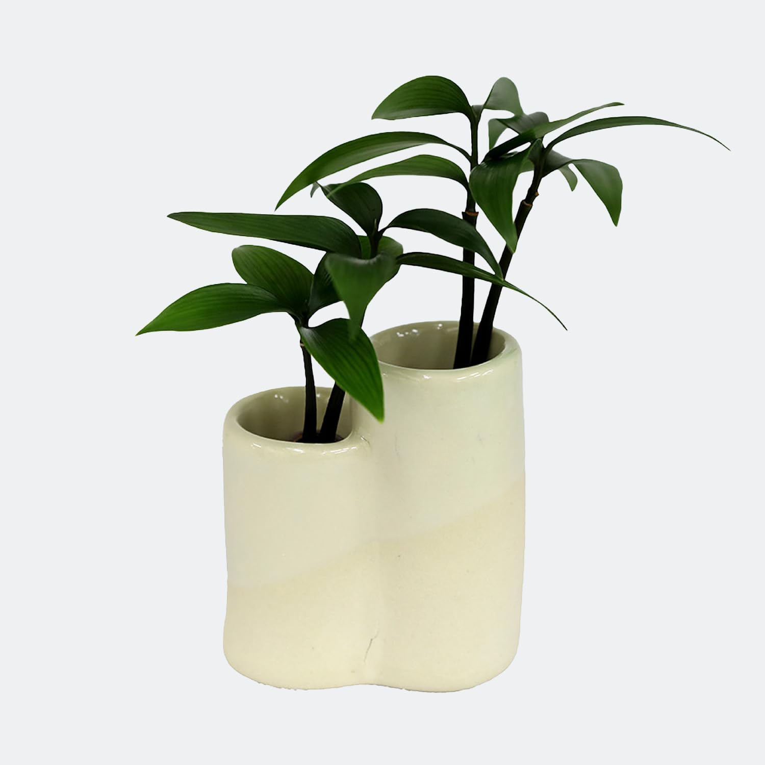 Amazon｜日本古来の植物 「良縁を結ぶご神木 梛(なぎ)の木」と「星合陶