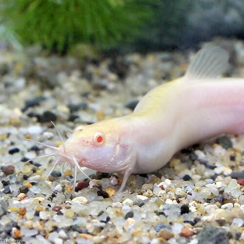 Amazon | （淡水魚）アルビノヒドジョウ M～Lサイズ（3匹） | charm