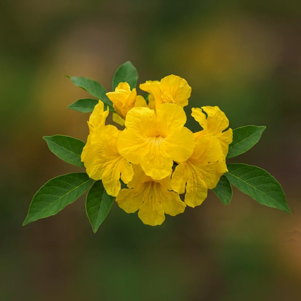Golden Trumpet Tree