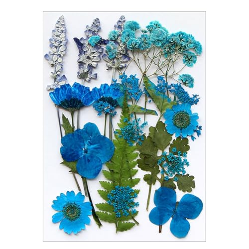 Set flores secas prensadas naturales 16-22 piezas miniatura 1