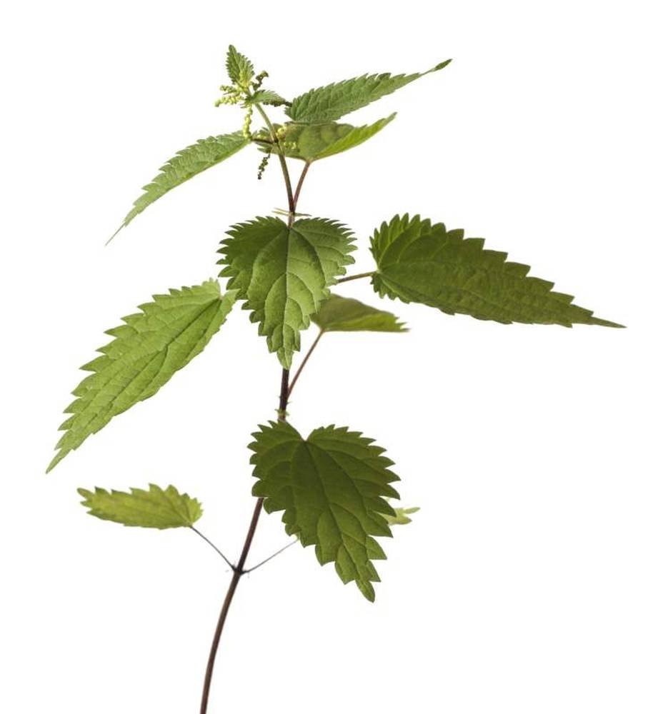 Pinda de Energía Herbal para Masaje Corporal, con Hierbas Orgánicas