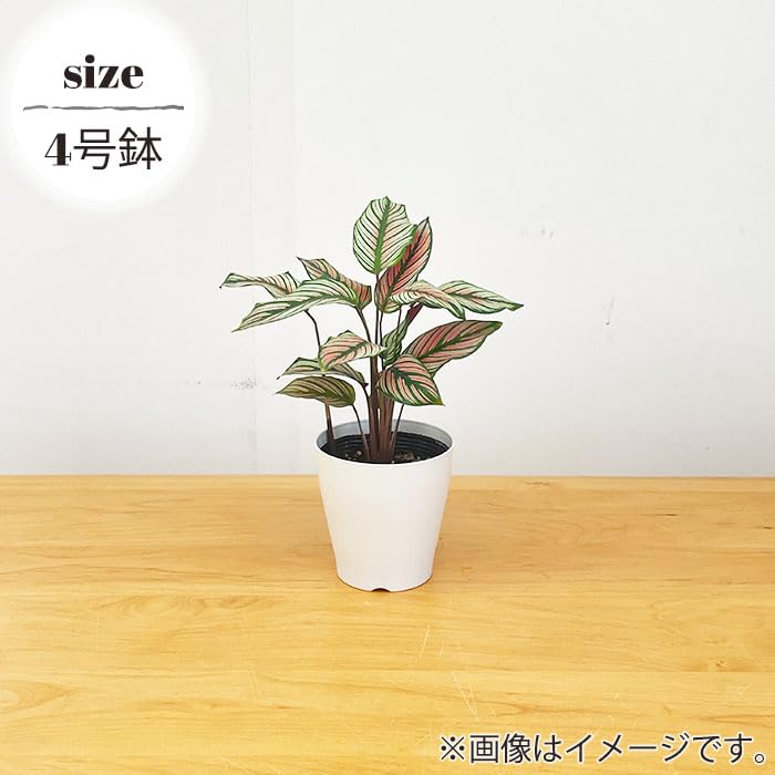 Amazon｜観葉植物 カラテア ホワイトスター 4号鉢 観葉植物 小型