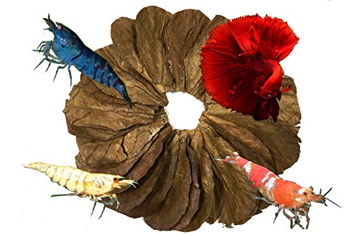 Image of Awesome Aquatic Betta Shrimp Leaves 50 4 inch-6 inch Premium Catappa Indian Almond Leaves Aquarium Fish Shrimp Betta Tanks Blackwater Habitat Health Color Natural Habitat Tannin Improves Immunity