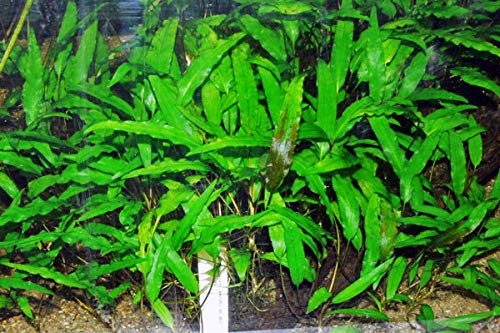 Maalavya Live Aquarium Aquatic Plant Cryptocoryne Green Cup (B0BR41Y5X6) Amazon Price History, Amazon Price Tracker