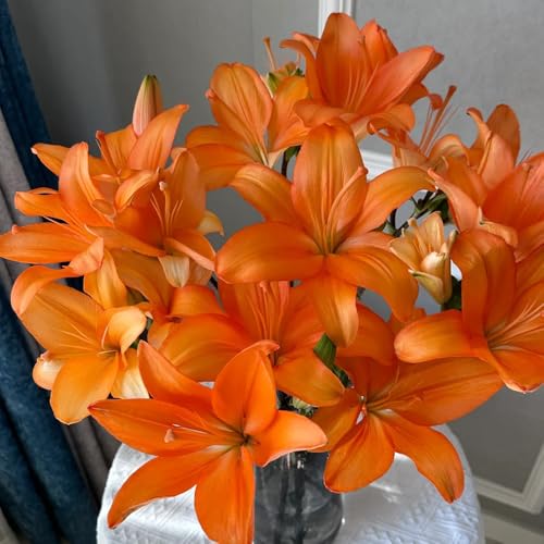 bulbi di giglio, resistenti, selvatici per arredamento soggiorno decorazione da balcone a primaverile 3pcs