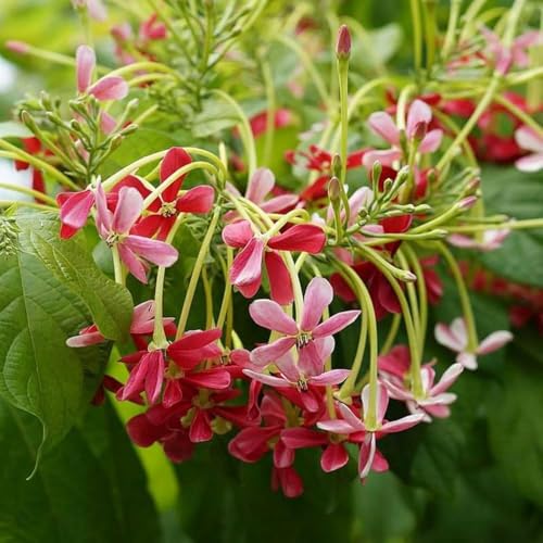 Image of Rangoon Creeper Live Plant | Madhu Malati Double Petal Highly Fragrant Climbing Flower Vine
