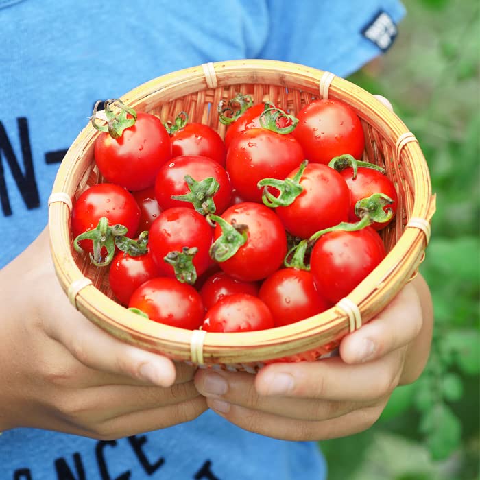 Amazon.co.jp: 野菜 自根 苗 ミニトマト めちゃなり！トゥインクル