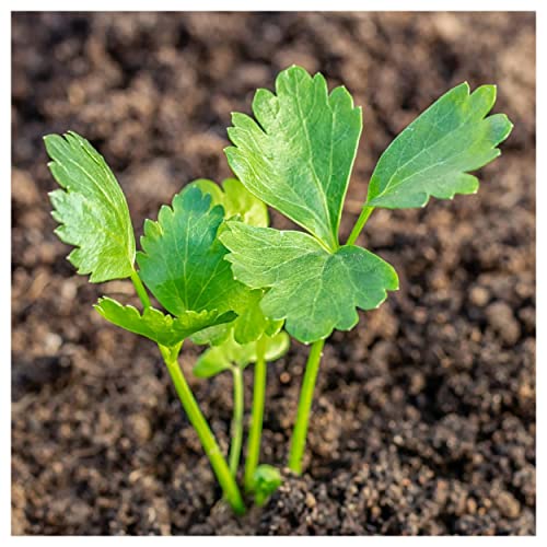 Everwilde Farms - 1000 Organic Tall Utah Celery Seeds - Gold Vault Packet #TOP4