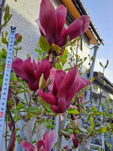 ネコポス 庭木 モクレン 木蓮 紫 挿し木用 挿し穂 2本のサムネイル