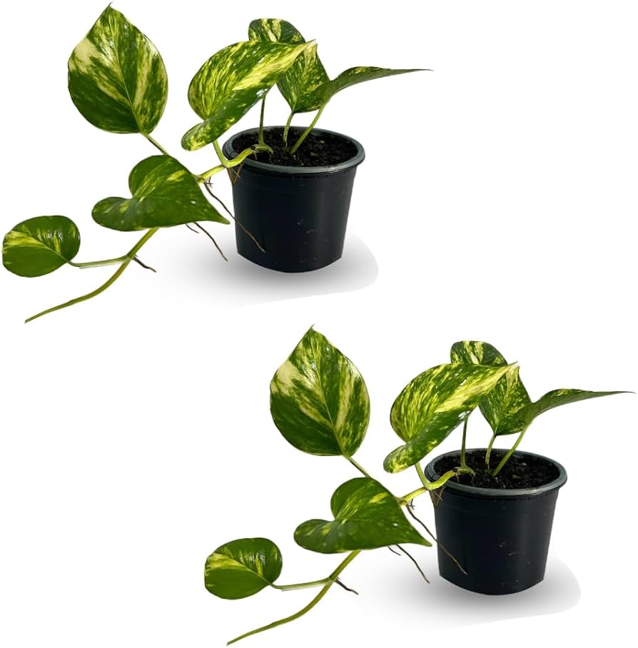 Trailing golden Pothos vine hanging over the edge of a filing cabinet