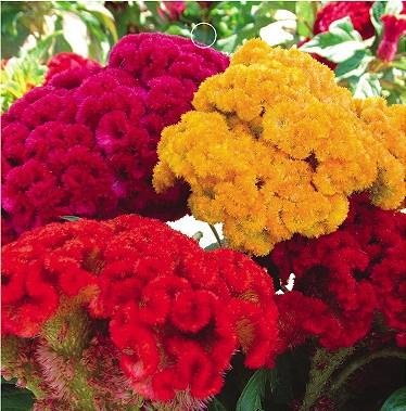 Sd1244 Mix Cockscomb Seeds, Celosia Cristata Seeds, Non-Genetically Modified Seeds (100 Seeds) #TOP2