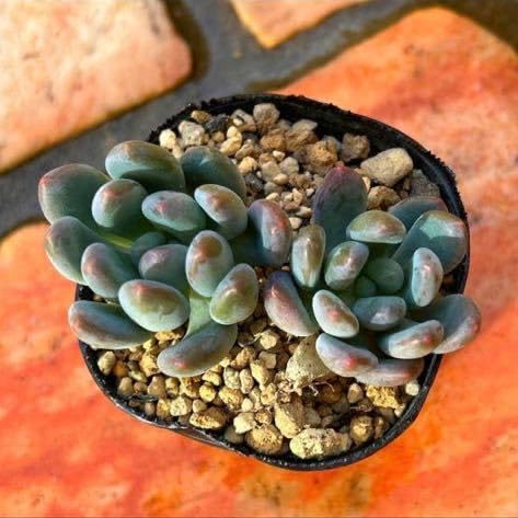 Amazon.co.jp: 多肉植物 フーケリー 2頭 : ホーム＆キッチン