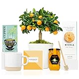 CONTENIDO: Naranjo Calamondin enano interior, tríptico con información y guía de cuidados, taza de cerámica 36 cl., infusión ecológica Cupper Fly High 20 bolsitas, miel de azahar Alemany 500 gr., cuchara de madera para miel., galletas artesanales 140 gr. sin gluten Milola y tarjeta personalizada opcional. MEDIDAS: Naranjo altura 38 cm en maceta de 16 cm diámetro / Caja regalo 45,5x29x22,5 cm