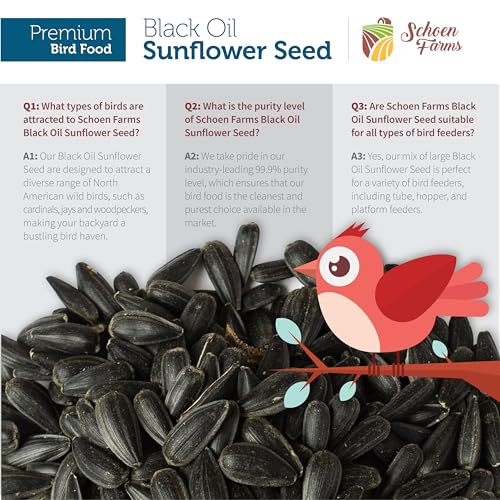 Schoen Farms Black Oil Sunflower Seeds – 2.27 kg Bag – Wild Bird Food for Chickadees, Cardinals, Jays & Finches – Grown in Canada - Image 6