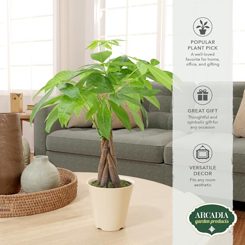 Image of Live Braided Money Tree Pachira Aquatica Indoor Houseplant in Arcadia Garden Product's Branded Plastic Pot, Tropical Plant Collector Gift for Home and Garden Decor, 4-in, Beige