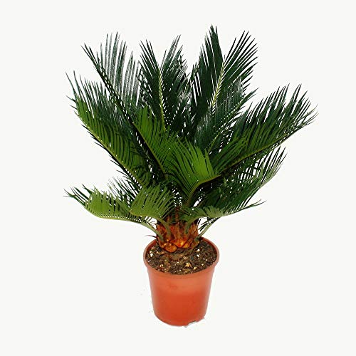 Cycas revoluta - Japanese Palm Fern with Tuber - 12cm Pot