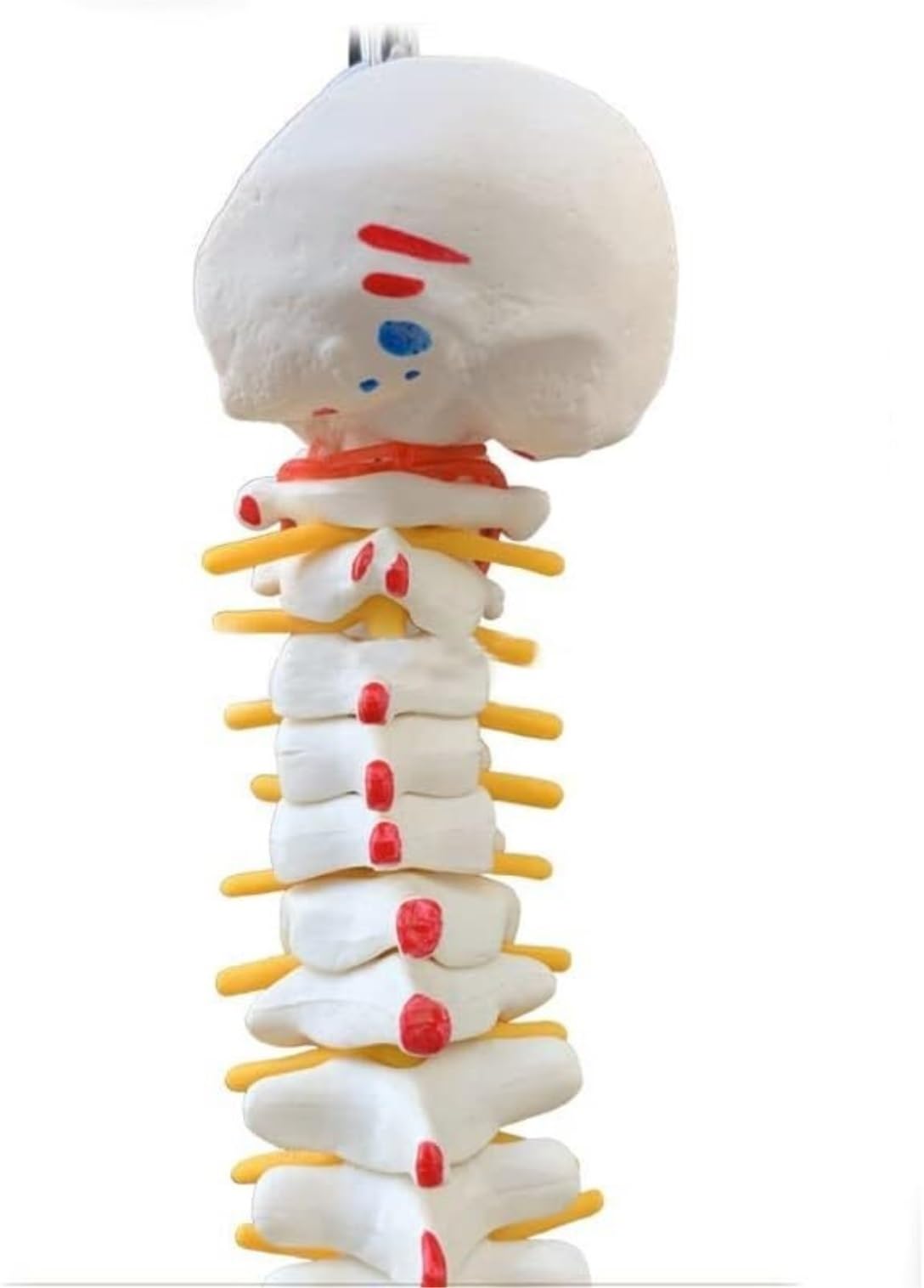 Human Organ Model Modello Di Anatomia Della Colonna Vertebrale Umana Con Risorse Didattiche Mediche Pelviche Per Lo Strumento Didattico Per Studio Del'anatomia Dello Scheletro Organi Educativi
