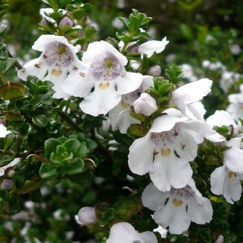 GrowOn Shrubs [x3] Prostranthera 'Cuneata' Alpine Mint | Multi-Pack | Evergreen Shrubs | Outdoor Garden Ready Plants | Summer Flowering | Purple, White Flowers