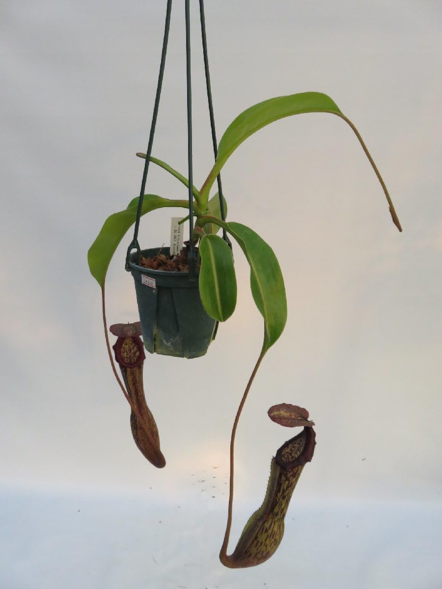 Amazon.co.jp: N.boschiana BE-3448 × N.bosciana BE-3463 4号現品限り