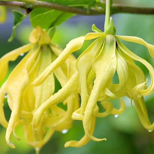 Miniatura 6 de QAUZUY GARDEN 3 semillas de Ylang Ylang (Cananga odorata) Semillas de Perfume Árbol "Reina de los Perfumes" - Acento muy fragante y florece durante