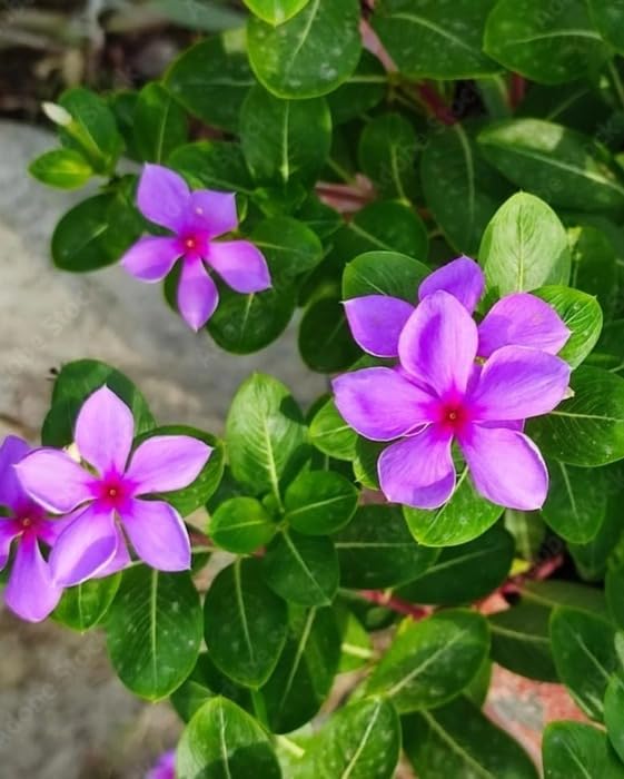 Image of Live Sadhabahar Plant with Plastic Bag | Evergreen Flowering Periwinkle Plant with White & Pink Blooms | Sadabaahar Flower Plant for Home Garden Balcony Outdoor