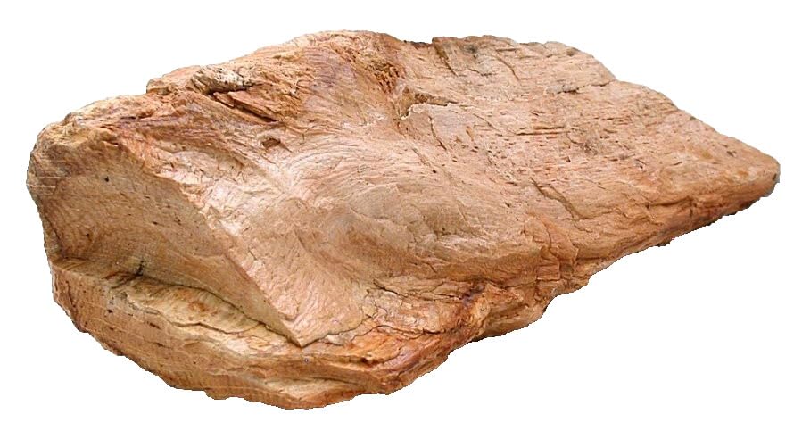 3 Lb 4.9 Ounce 8 1/2 Inch Goose Creek Nevada Petrified Fossil Wood Specimen 8941