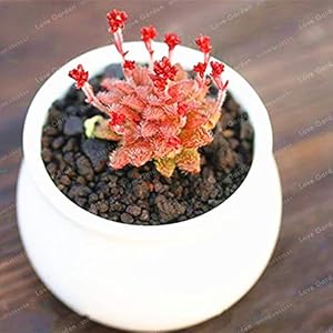 Bloom Green Co. Crassula Bonsai Pietra Grezza Cactus Bonsai Esotici Bonsai Zeldzame 100 STKS carnoso De Flores Bonsai Piccole Piante voor Giardino: 3