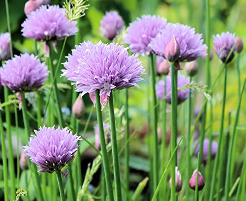 Sow Right Seeds - Chives Seed for Planting - Non-GMO Heirloom; Instructions to Plant and Grow Kitchen Herb Garden, Indoor or Outdoor; Great Garden Gift (1) Sow Right Seeds - Chives Seed for Planting - Non-GMO Heirloom; Instructions to Plant and Grow Kitchen Herb Garden, Indoor or Outdoor; Great Garden Gift (1)